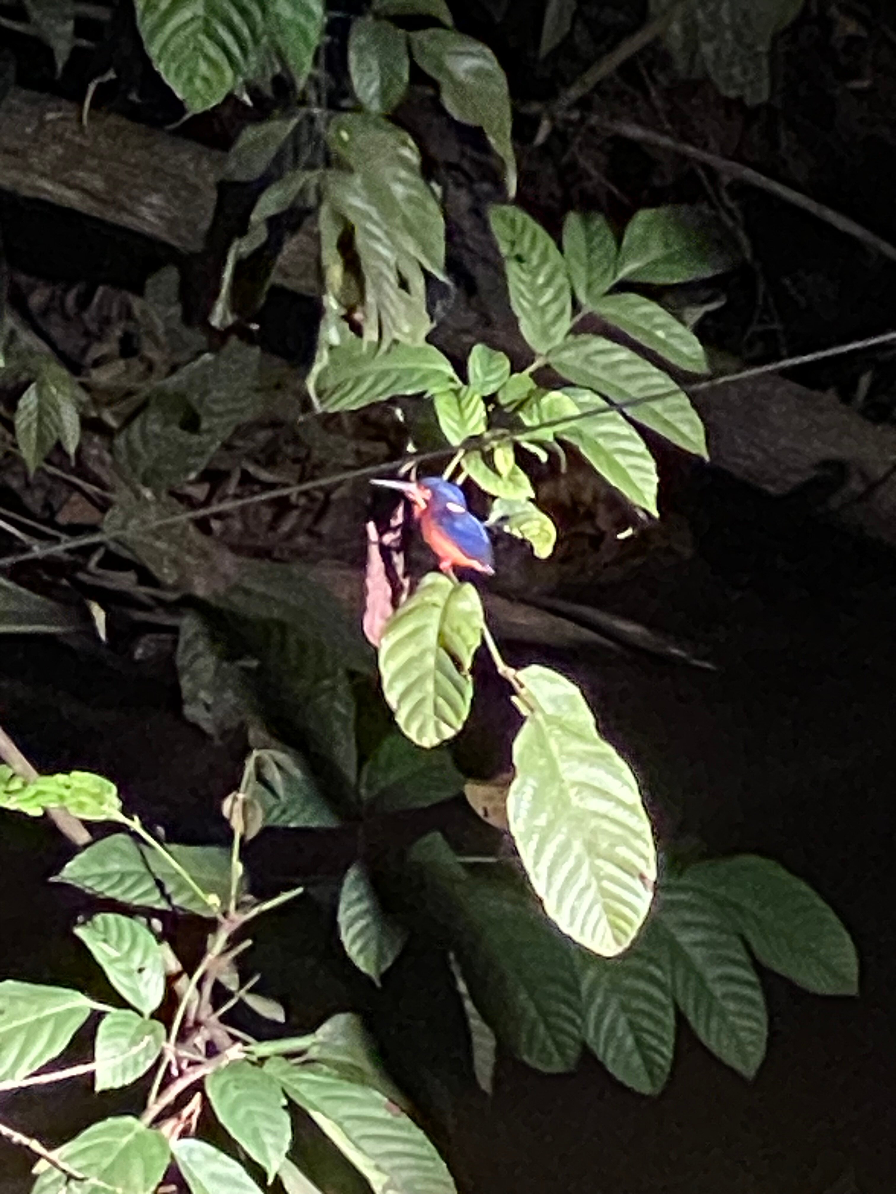 Borneo Natural Sukau Bilit Resort-官方