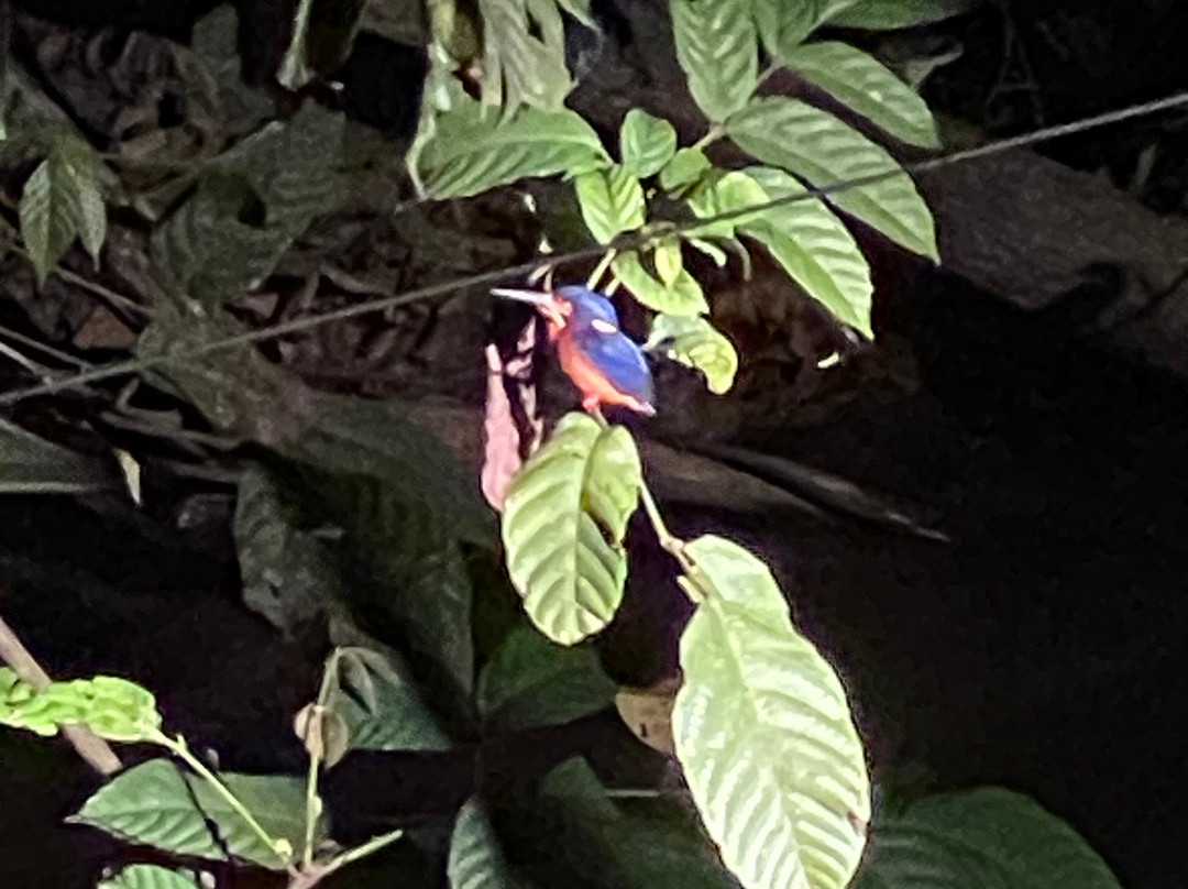 Borneo Natural Sukau Bilit Resort主图