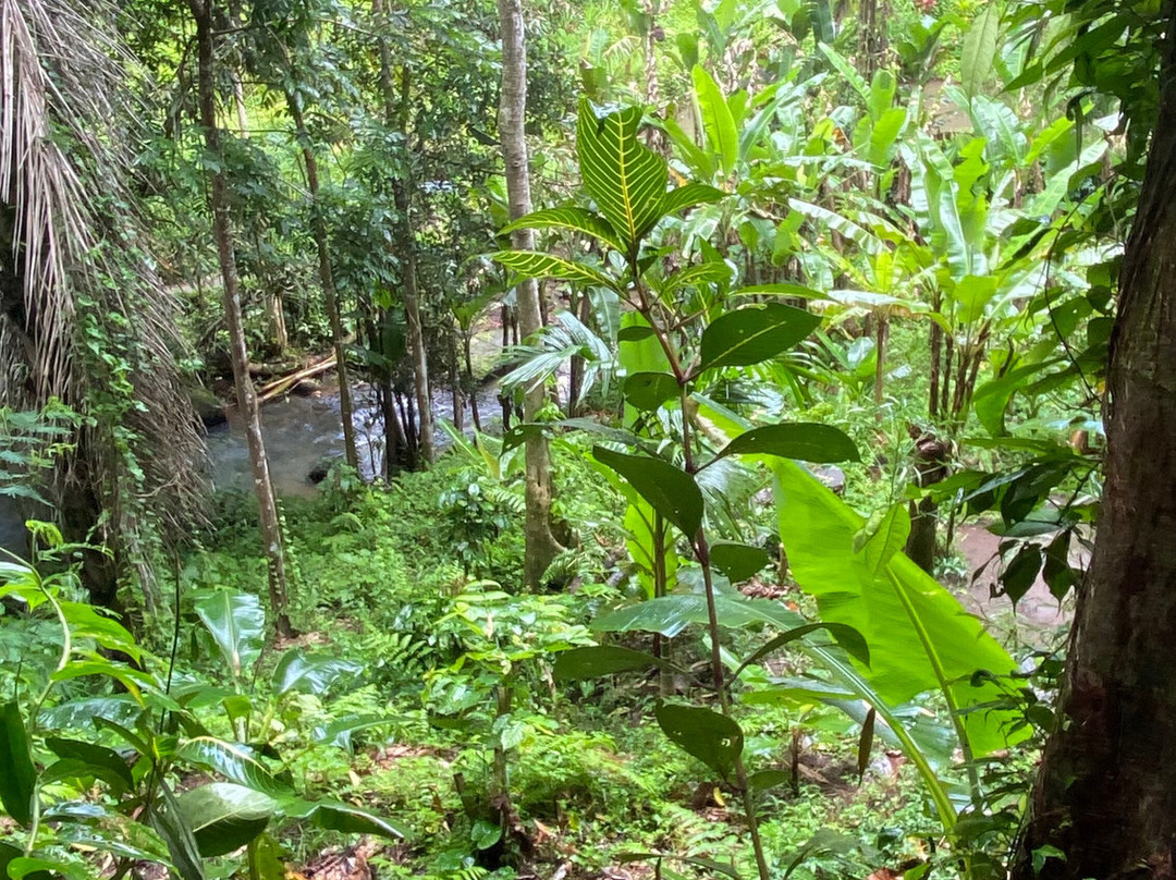 Bali Tour Buddy-乌布必去景点