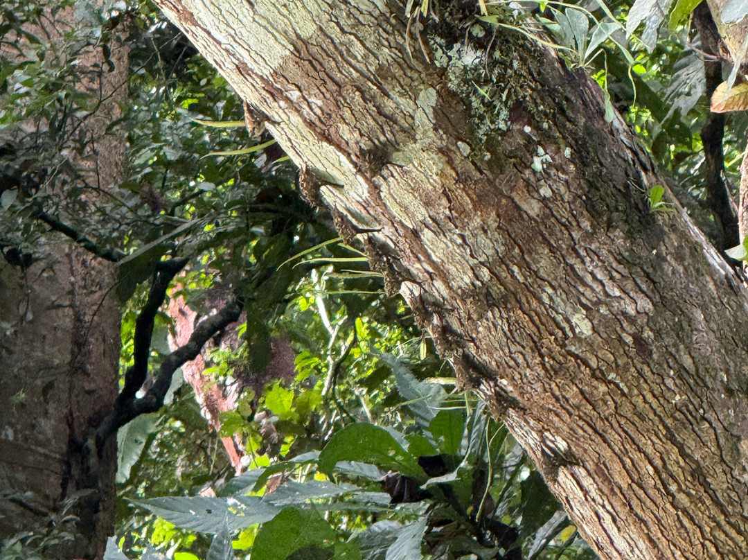 Yala Tours Panama-巴拿马城必去景点