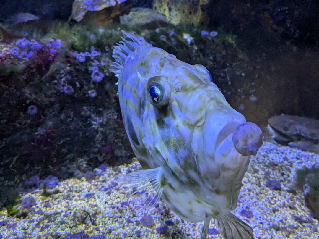 Aqua Show-Audierne必去景点