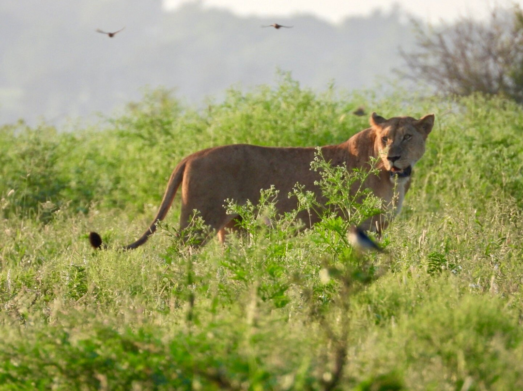 Southern Kruger Safaris-玛洛斯帕克必去景点