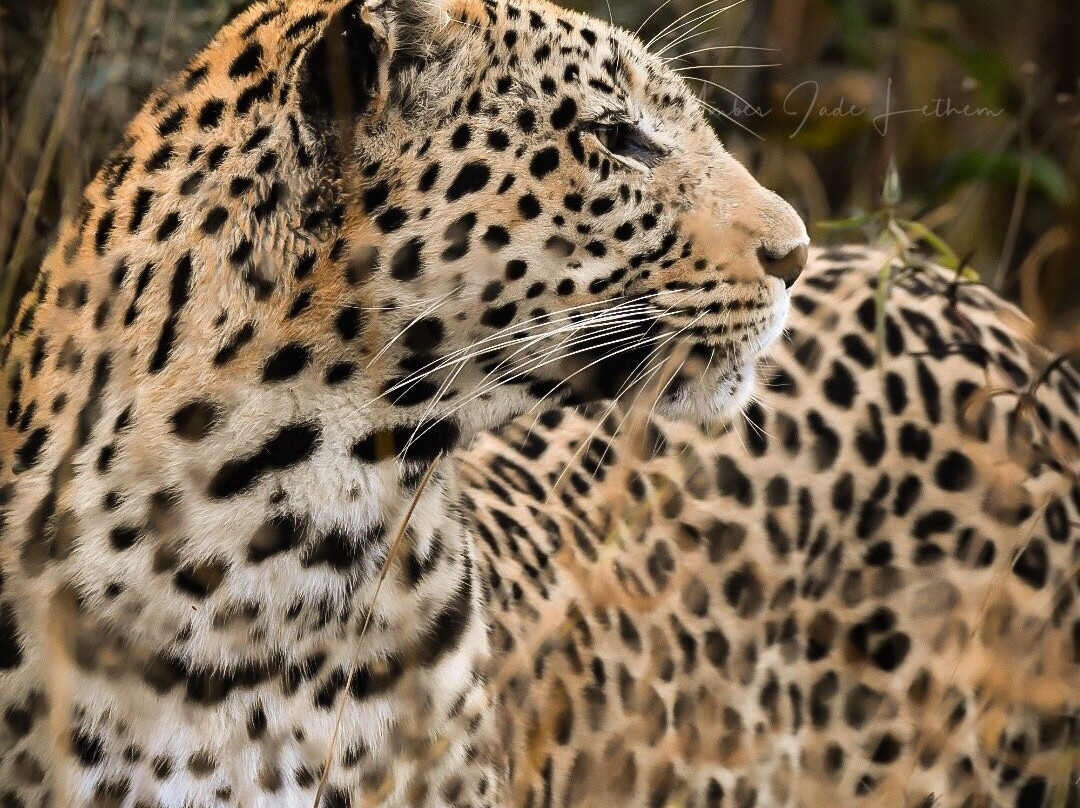 Pangolin Photo Safaris-卡萨尼必去景点