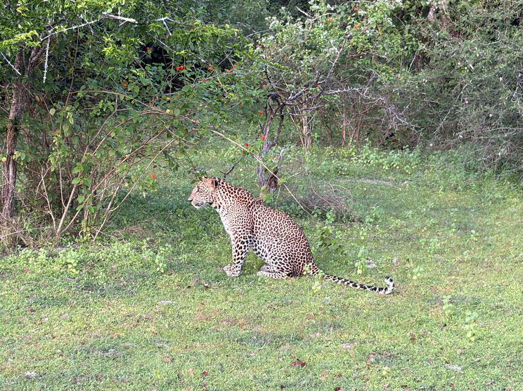 Yala Safari Srilanka-蒂瑟默哈拉默必去景点