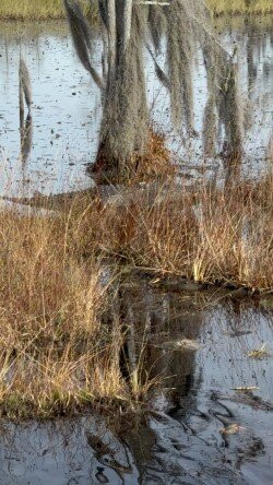 Okefenokee National Wildlife Refuge-Folkston必去景点