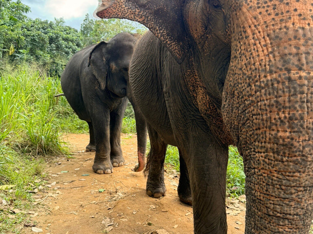 Elephant Freedom Project-凯格勒 必去景点