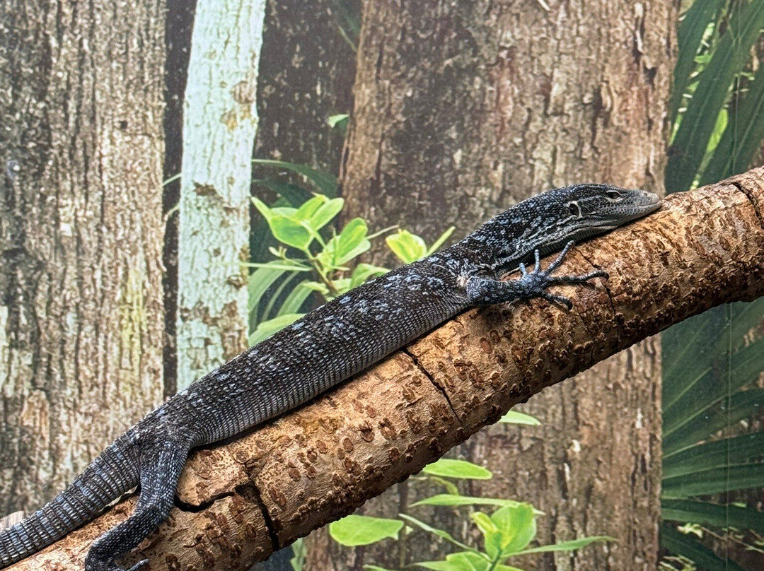 Iguanaland-蓬塔戈尔达必去景点