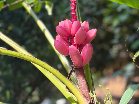 Greenland Spices & Ayurvedic Garden-Thokkupara必去景点