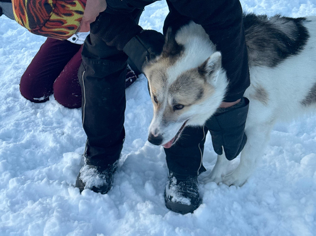 Openlappland-Amsele必去景点