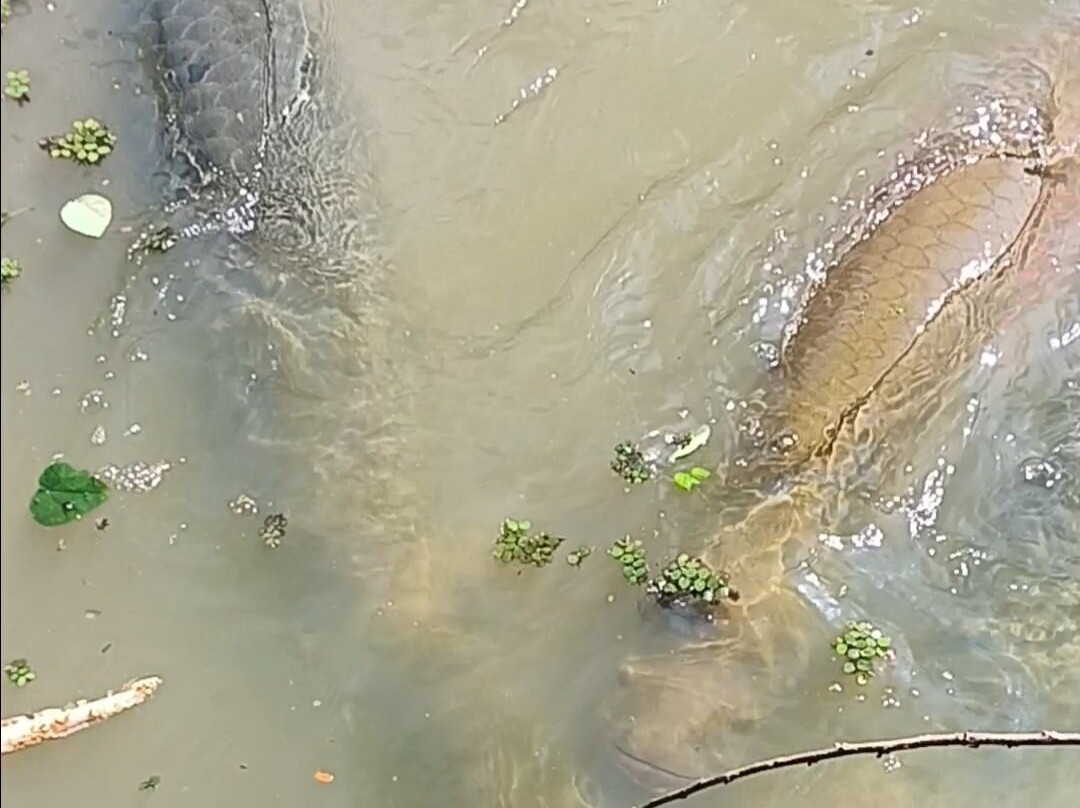 Fundo Pedrito-伊基托斯必去景点