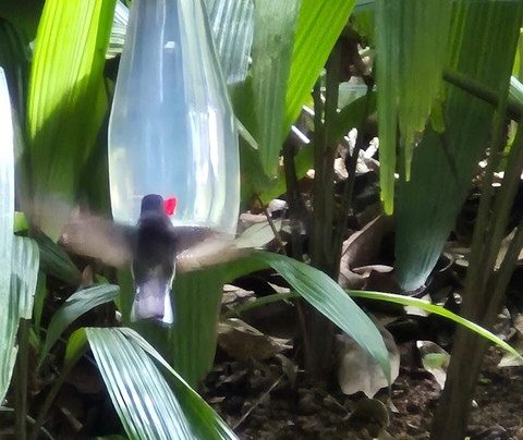 Museu de Biologia Prof. Mello Leitão-Santa Teresa必去景点