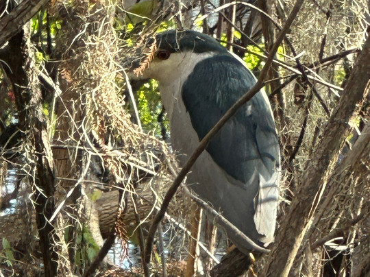 Swamp Fever Airboat Adventures-Lake Panasoffkee必去景点