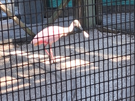 Save Our Seabirds-萨拉索塔必去景点