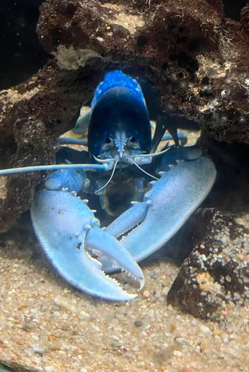 Aquário Vasco da Gama-Alges必去景点