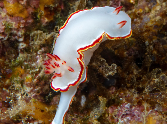 Costa Rica Adventure Divers-德雷克湾必去景点
