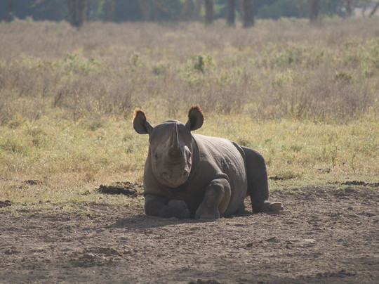 Morningstar Tours and Travel-Syokimau必去景点