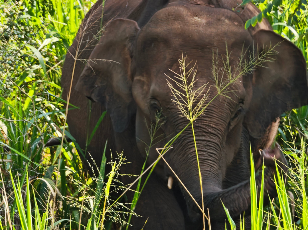 Safari Booking Sri Lanka-Hingurakgoda必去景点