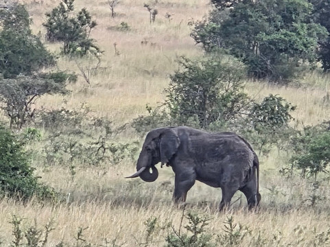 Akagera National Park Safari-Akagera必去景点