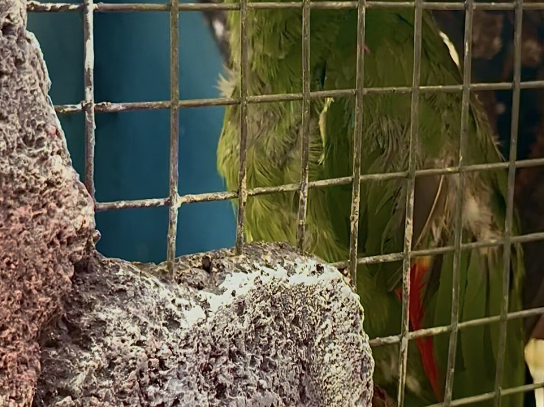 Amazonia: The Jungle Experience Tour-威廉斯塔德必去景点