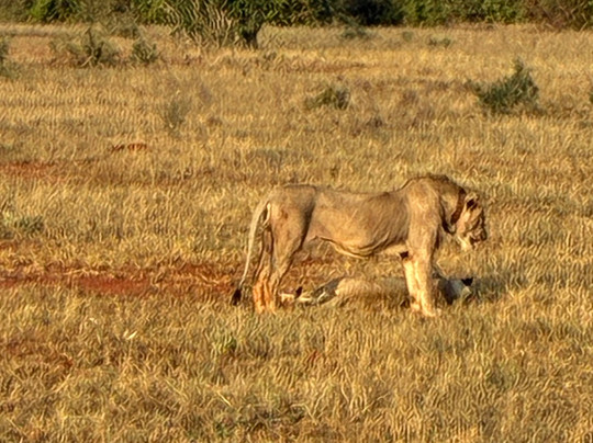 Bienvenido Kenya Tours and Safaris-山祖必去景点