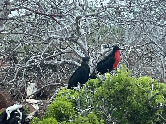 Hermes Galapagos Mega Catamaran-阿约拉港必去景点