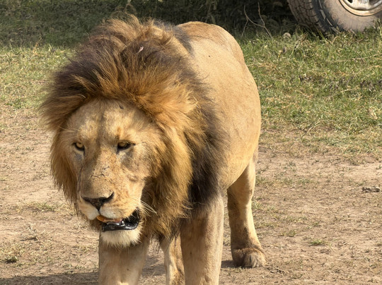 Zara Tanzania Adventures-莫西必去景点