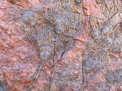 梅如卡摩达沙漠之旅-梅如卡必去景点