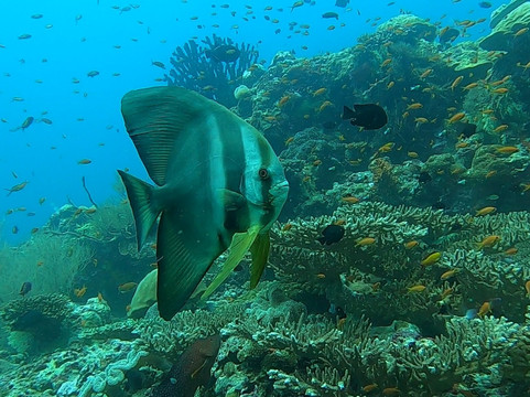 激情马尔代夫潜水学校-Maalhos必去景点
