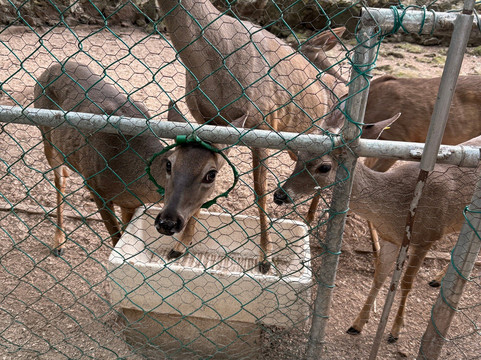 Croco Cun Zoo-从莫雷洛斯港必去景点