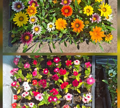 Stilbaai Brugmark-斯特尔拜必去景点