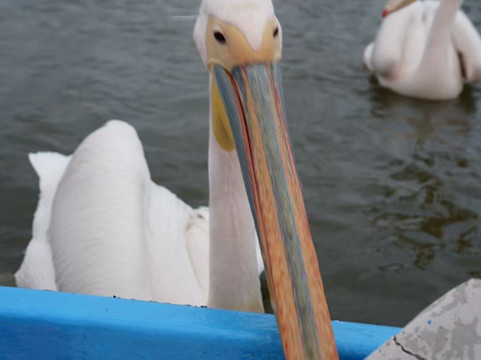 Sino Africa Safari-内罗毕必去景点