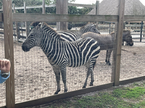 Animal Edventure Park-博因顿海滩必去景点