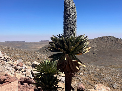 Bale Mountains Tours-Bale Mountains National Park必去景点