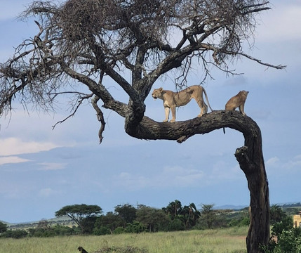 Safari Avventura-阿鲁沙必去景点