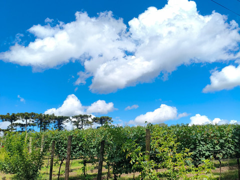 Vinícola Don Giovanni-Pinto Bandeira必去景点