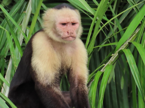 Trips Panama-巴拿马城必去景点