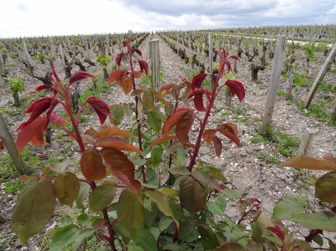 Château Pichon Longueville Comtesse de Lalande-波亚克必去景点