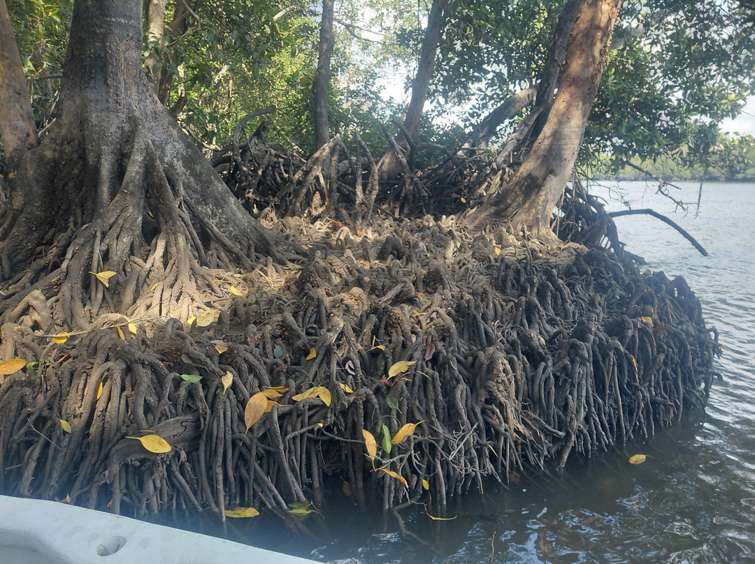 JungleWalla Desaru-本那瓦镇必去景点