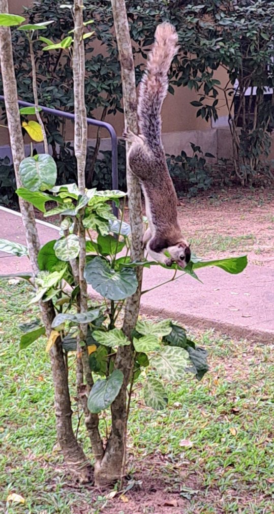 辛纳蒙·哈伯瑞纳度假村-浴室