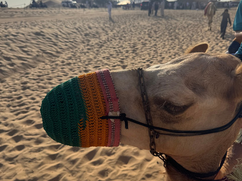 Abu Dhabi Desert Safari-阿布扎比必去景点