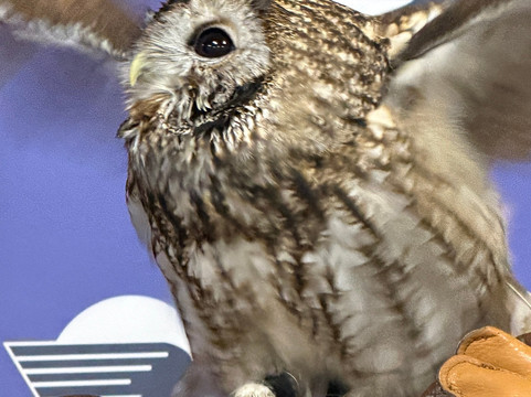 World Bird Sanctuary-Valley Park必去景点