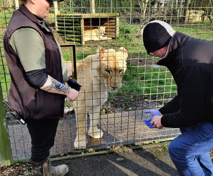 The Big Cat Sanctuary-Smarden必去景点