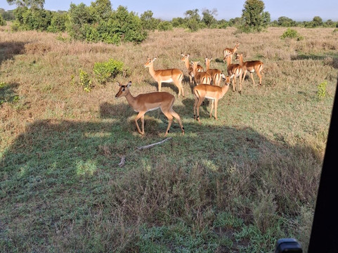 Besh African Adventures-内罗毕必去景点