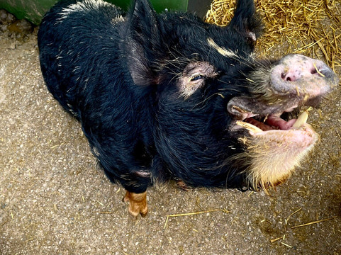 Greenlands Farm Village-Tewitfield必去景点