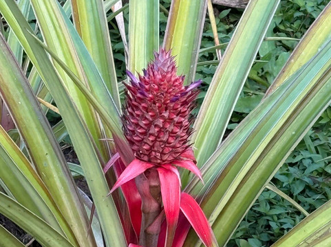 Jardin Botanique de Valombreuse-Petit-Bourg必去景点