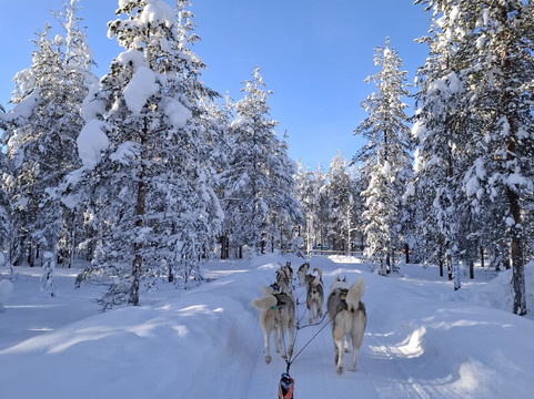 Arctic Circle Husky Park-罗瓦涅米必去景点