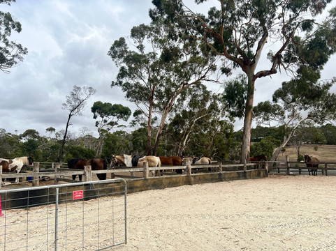 Spring Creek Horse Rides-贝尔布拉必去景点
