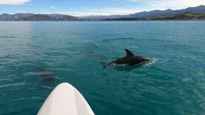 dolphin Lovina tours-罗威那海滩必去景点