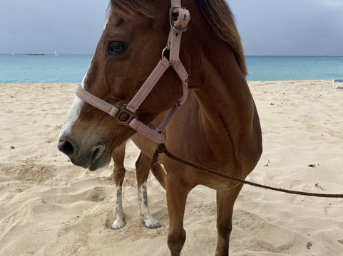 Sandy Turf Stables Barbados-Frere Pilgrim必去景点