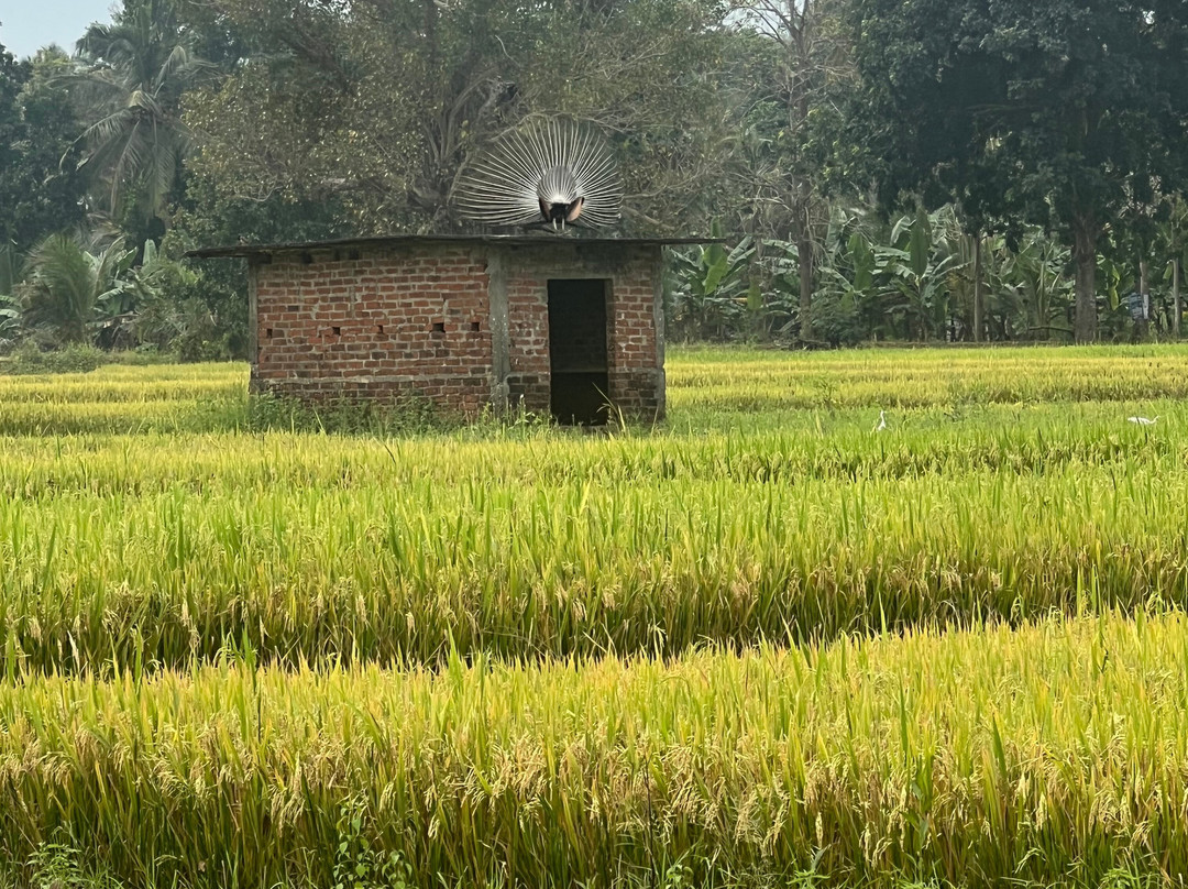 Sanka Tuk Tuk Trails Sigiriya-锡吉里亚必去景点